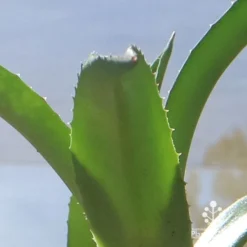 Mangave Red Wing - Succulent 11 Mangave Red Wing - Succulent -Plant Collection Sales Shop apo mangave red wing teeth