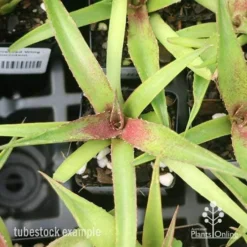 Mangave Red Wing - Succulent 8 Mangave Red Wing - Succulent -Plant Collection Sales Shop apo mangave red wing tubestock