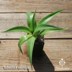 Mangave Red Wing - Succulent 10 Mangave Red Wing - Succulent -Plant Collection Sales Shop apo mangave red wing tubestock top