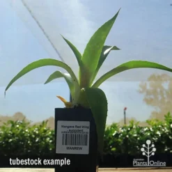 Mangave Red Wing - Succulent 9 Mangave Red Wing - Succulent -Plant Collection Sales Shop apo mangave red wing tubestock 1