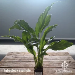 Spathiphyllum Maracay - Peace Lily -Plant Collection Sales Shop apo maracay tubestock office