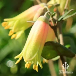 Correa Marian's Marvel -Plant Collection Sales Shop apo marians marvel correa flower close