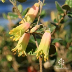 Correa Marian's Marvel -Plant Collection Sales Shop apo marians marvel correa flowering2