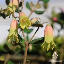 Correa Marian's Marvel -Plant Collection Sales Shop apo marians marvel correa tubestock flowering