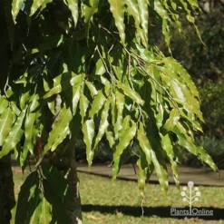 Mast Tree - Polyalthia -Plant Collection Sales Shop apo mast tree foliage noosa