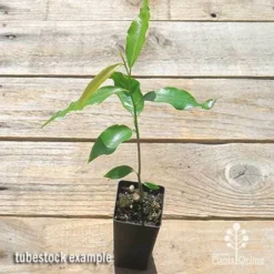 Mast Tree - Polyalthia -Plant Collection Sales Shop apo mast tree tubestock top