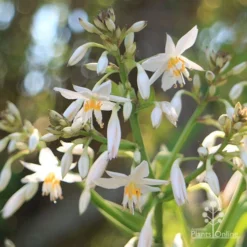 Matapouri Bay - Arthropodium -Plant Collection Sales Shop apo matapouri bay flowers close