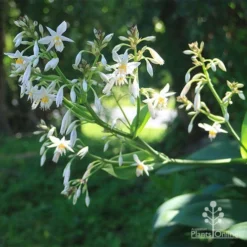 Matapouri Bay - Arthropodium -Plant Collection Sales Shop apo matapouri bay flowers i nshade