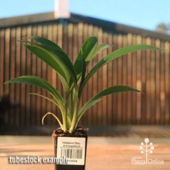 Matapouri Bay - Arthropodium -Plant Collection Sales Shop apo matapouri bay rock lily tubestock
