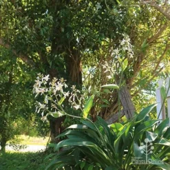 Matapouri Bay - Arthropodium -Plant Collection Sales Shop apo matapouri bay woodland