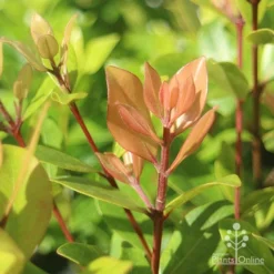 Metrosideros Little Ewan - Dwarf NZ Christmas Bush -Plant Collection Sales Shop apo metrosideros little ewan new leaf