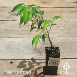 Ficus Benjamina Midnight Beauty - Weeping Fig 10 Ficus Benjamina Midnight Beauty - Weeping Fig -Plant Collection Sales Shop apo midnight beauty ficus tubestock