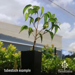 Ficus Benjamina Midnight Beauty - Weeping Fig 13 Ficus Benjamina Midnight Beauty - Weeping Fig -Plant Collection Sales Shop apo midnight beauty ficus tubestock2