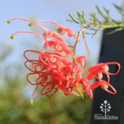 Grevillea Mini Marvel -Plant Collection Sales Shop apo mini marvel flower opening