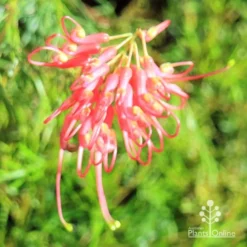 Grevillea Mini Marvel -Plant Collection Sales Shop apo mini marvel flower top