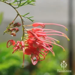 Grevillea Mini Marvel -Plant Collection Sales Shop apo mini marvel grevillea flower closeup