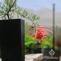 Grevillea Mini Marvel -Plant Collection Sales Shop apo mini marvel grevillea tubestock closeup