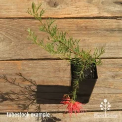 Grevillea Mini Marvel -Plant Collection Sales Shop apo mini marvel grevillea tubestock top in flower