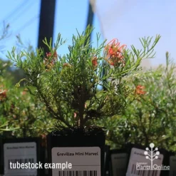 Grevillea Mini Marvel -Plant Collection Sales Shop apo mini marvel tubestock in flower