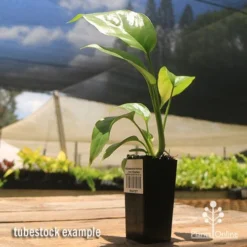 Philodendron Minima - Mini Monstera 11 Philodendron Minima - Mini Monstera -Plant Collection Sales Shop apo mini monstera tubestock