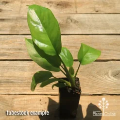 Plant Collection Sales Shop -Plant Collection Sales Shop apo mini monstera tubestock top