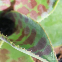 Mangave Mission To Mars - Succulent 12 Mangave Mission To Mars - Succulent -Plant Collection Sales Shop apo mission to mars closeup