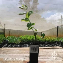 Blueberry Misty -Plant Collection Sales Shop apo misty tubestock side