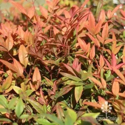 Nandina Moonbay -Plant Collection Sales Shop apo moonbay winter colours