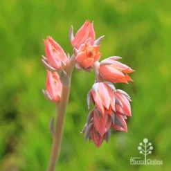 Echeveria Morning Beauty - Succulent -Plant Collection Sales Shop apo morning beauty flowerstem