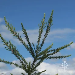 Leptospermum Liversidgei Mozzie Blocker -Plant Collection Sales Shop apo mozzie blocker blue sky