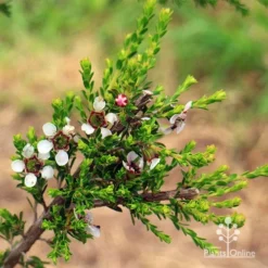 Leptospermum Liversidgei Mozzie Blocker -Plant Collection Sales Shop apo mozzie blocker flowering stem