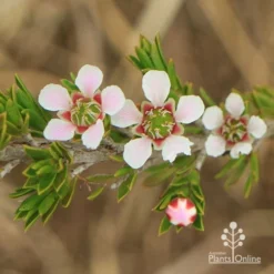 Leptospermum Liversidgei Mozzie Blocker -Plant Collection Sales Shop apo mozzie blocker flowers closeup