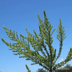 Leptospermum Liversidgei Mozzie Blocker -Plant Collection Sales Shop apo mozzie blocker foliage