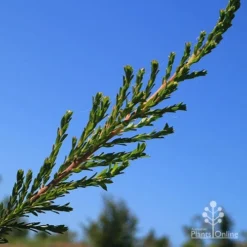 Leptospermum Liversidgei Mozzie Blocker -Plant Collection Sales Shop apo mozzie blocker foliage closeup