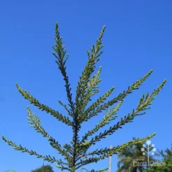 Leptospermum Liversidgei Mozzie Blocker -Plant Collection Sales Shop apo mozzie blocker habit