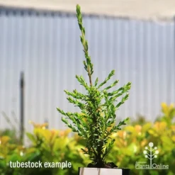 Leptospermum Liversidgei Mozzie Blocker -Plant Collection Sales Shop apo mozzie blocker tubestock