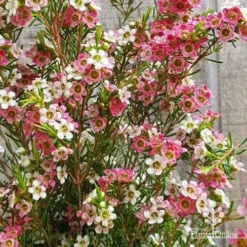 Chamelaucium MY SWEET 16™ - Waxflower -Plant Collection Sales Shop apo my sweet 16 waxflower2