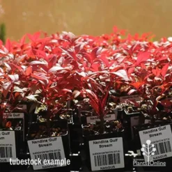 Nandina Gulf Stream -Plant Collection Sales Shop apo nandina gulf stream tubestock winter