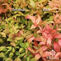 Nandina Gulf Stream -Plant Collection Sales Shop apo nandina gulf stream v blush january