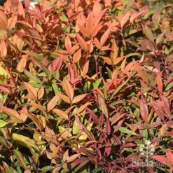 Nandina Moonbay -Plant Collection Sales Shop apo nandina moonbay winter colours