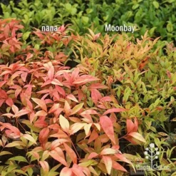 Nandina Moonbay -Plant Collection Sales Shop apo nandina nana v moonbay january