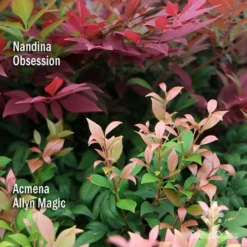 Nandina Obsession -Plant Collection Sales Shop apo nandina obsession acmena allyn magic 1