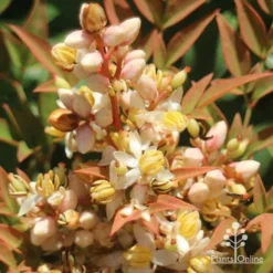 Nandina Obsession -Plant Collection Sales Shop apo nandina obsession flower2s