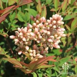 Nandina Obsession -Plant Collection Sales Shop apo nandina obsession flowers 1