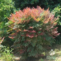 Nandina Obsession -Plant Collection Sales Shop apo nandina obsession full grown