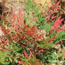 Nandina Obsession -Plant Collection Sales Shop apo nandina obsession leaf flower