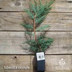 Cupressocyparis Naylors Blue - Leyland Cypress -Plant Collection Sales Shop apo naylors blue cypress tubestock