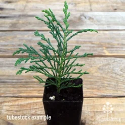 Cupressocyparis Naylors Blue - Leyland Cypress -Plant Collection Sales Shop apo naylors blue tubestock