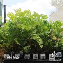 Grevillea Ned Kelly 21 Grevillea Ned Kelly -Plant Collection Sales Shop apo ned kelly dec large