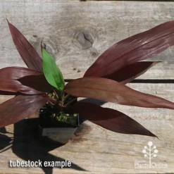 Cordyline Fruticosa Negra -Plant Collection Sales Shop apo negra cordyline tubestock top